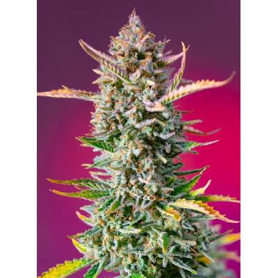 Sweet Seeds Gorilla Sherbet F1 Fast Version semena neobsahují THC 5 ks