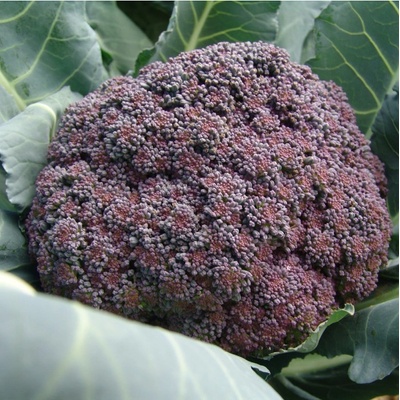 Brokolice Miranda - Brassica oleracea - semena brokolice - 30 ks