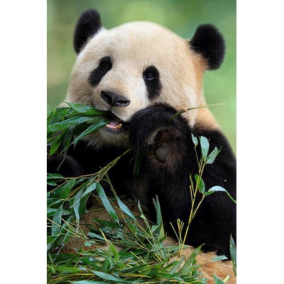 Plakát, Obraz - Cute Panda, TianYuanOnly, 26.7 × 40 cm