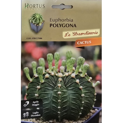 Hortus Еуфорбия (Euphorbia polygona)