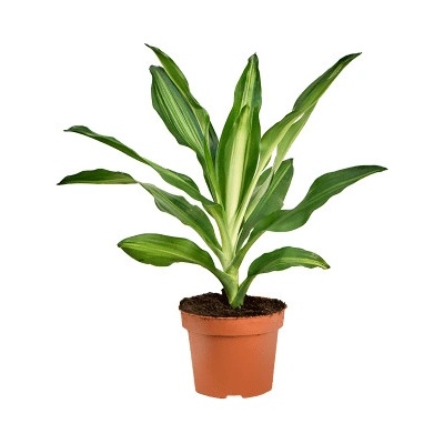 Dracaena fragrans Cintho 12x35 cm