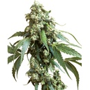Sensi Seeds Jack Flash regular semena neobsahují THC 10 ks