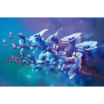 Dimex MS-5-1312 vliesová fototapeta na zeď Modré orchidey, rozmery 375 x 250 cm
