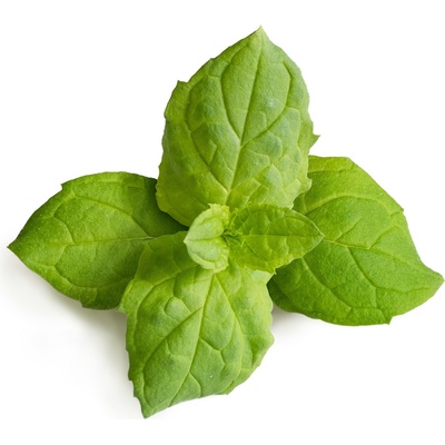 Veritable Вложка за семена Lingot основни билки Мароканска мента (VLIN-A10-Men056)