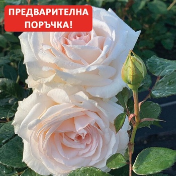 Kordes® Роза Grafin Elke Zu Rantzau - Parfuma® (Kordes®)