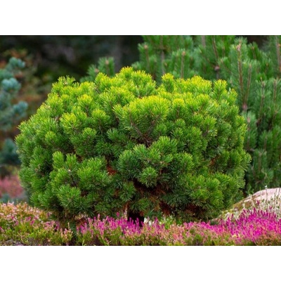 Borovica horská Mugo Mughus 10-20 cm, kont. p13