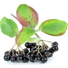 TSUGA Aronia melanocarpa NERO roubovaný kmínek