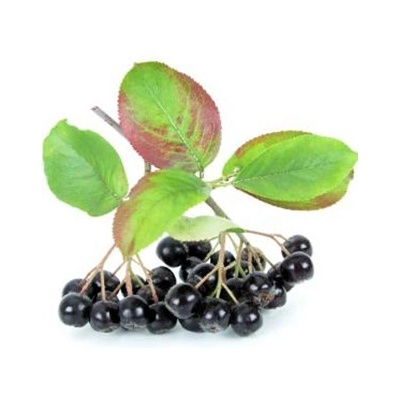 TSUGA Aronia melanocarpa NERO roubovaný kmínek