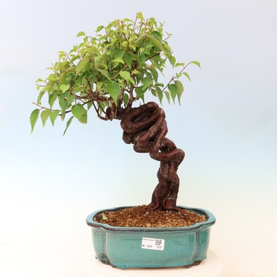 e-bonsai Venkovní bonsai -Japonská meruňka - Prunus Mume