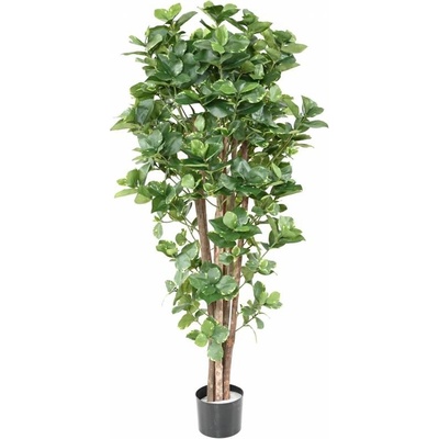Luxusní umělý strom CLUSIA Variegata, 150cm