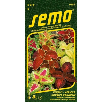 Koleus Rainbow Mixture - Africká kopřiva - Semo