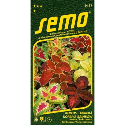Koleus Rainbow Mixture - Africká kopřiva - Semo