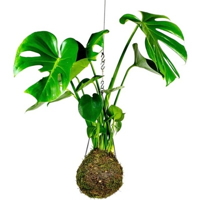 Gardners Kokedama Monstera Deliciosa (L) Monstera skvostná 1 ks