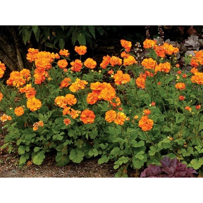 Kuklík Fire Storm - Geum, kont. 0,5 l