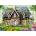 Ravensburger - Puzzle Hillside Cottage - 1 000 piese