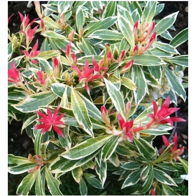Pieris japonica 'Flaming Silver' 20-30 VKR3L