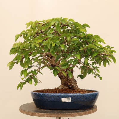 e-bonsai Venkovní bonsai -Carpinus Coreana - Habr korejský