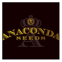 Anaconda Seeds AK 01 semena neobsahují THC 3 ks