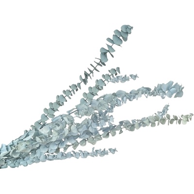 Stabilizované eukalyptové listy Baby Blue - country modré