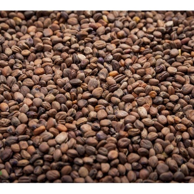 Microgreens Ředkev červená Red Sango na microgreens 50 g