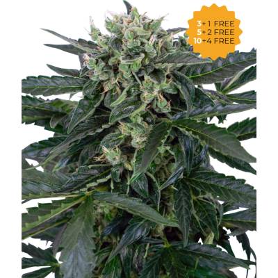 Sensi Seeds Sensi Amnesia Automatic semienka neobsahujú THC 1 ks