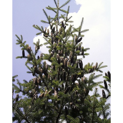 Jedľa balzamová/Abies balsamea výška do 80 cm, len osobný odber