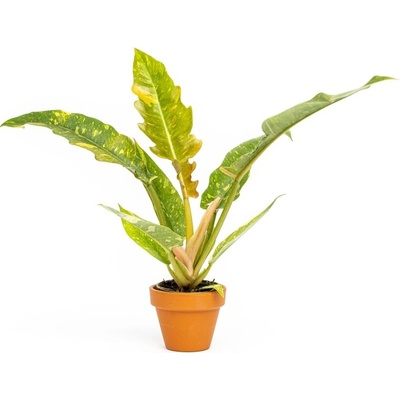 Gardners Philodendron narrow Ring of Fire, průměr 6 cm Filodendron
