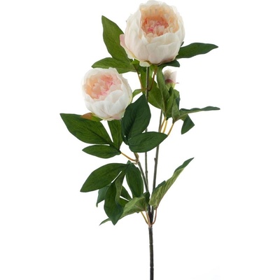 Pivoňka - Paeonia 'Chiba' růžová V65 cm (N969228)