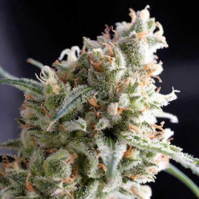 Pyramid Seeds Kukulkán semienka neobsahujú THC 100 ks