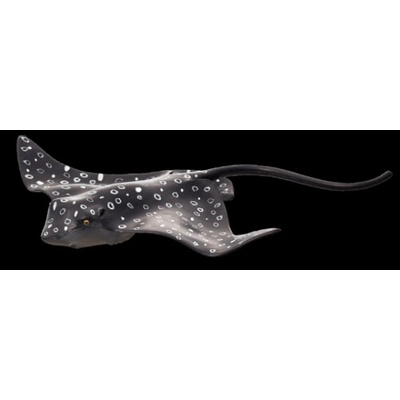 Mojo Raja škvrnitá