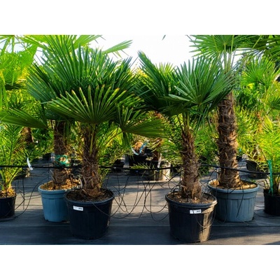 Trachycarpus Fortunei (Palma konopná) kont. C55L, výška kmeňa: 50-60 cm, celková výška: 140-160 cm (-17°C)