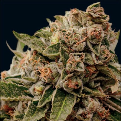 Vision Seeds Lambs Breath x AK-49 semienka neobsahujú THC 10 ks