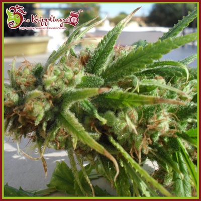 Dr. Krippling Seeds Ganj-Nam Style semena neobsahují THC 5 ks