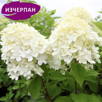 Image 1 of Хортензия Limelight® - паникулата