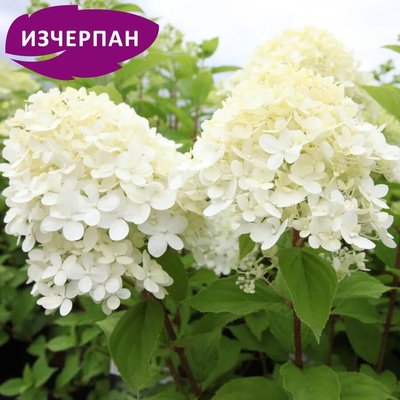 Хортензия Limelight® - паникулата