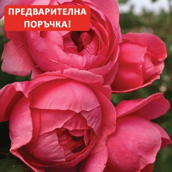 Kordes® Роза Gartenprinzessin Marie-Jose® - Parfuma® (Kordes®)