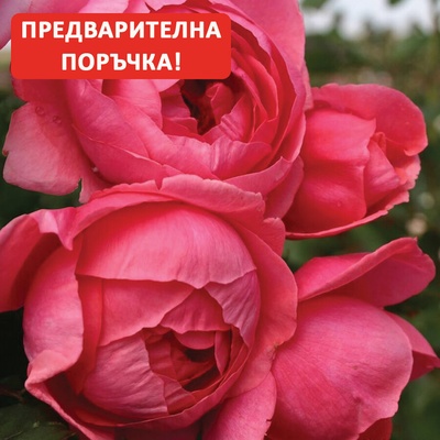 Kordes® Роза Gartenprinzessin Marie-Jose® - Parfuma® (Kordes®)