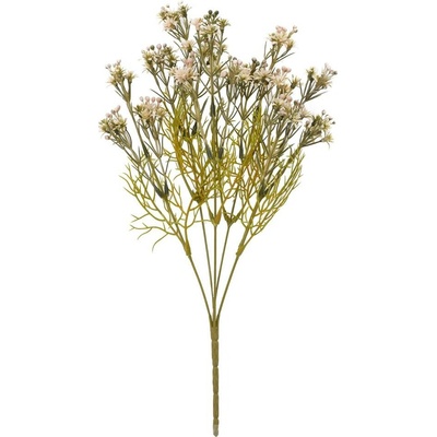 ZELEŇ WAXFLOWER ZELENO-RUŽOVÁ 36CM