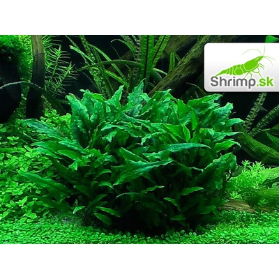 Kryptokoryna wendtii