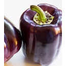 Paprika Zulu - Capsicum annuum - semienka - 10 ks