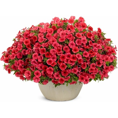 Petúnia Supertunia Vista Mini Vista Coral