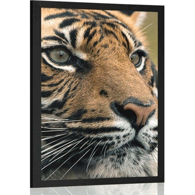 Plakát bengálský tygr - 60x90 no frame