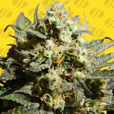 Original Sensible Seeds Cherry Alien Auto semienka neobsahujú THC 10 ks