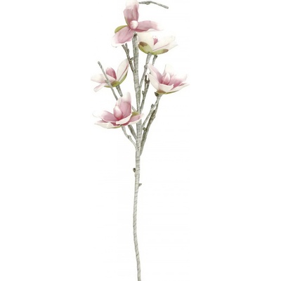 Magnólie bílo růžová, 100 cm