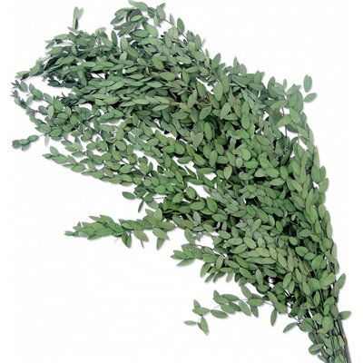 Eucalyptus parvifolia stabilizovaný zelený, 100 g