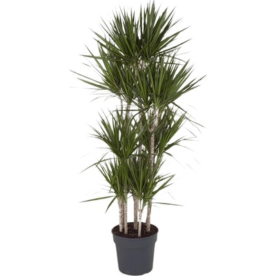 Dracaena marginata carrousel 8pp 34x190 cm