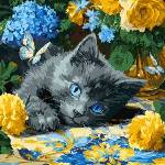 Ideyka Painting by numbers 40 x 40 cm KHO6795 Blue-eyed kitten AP0098