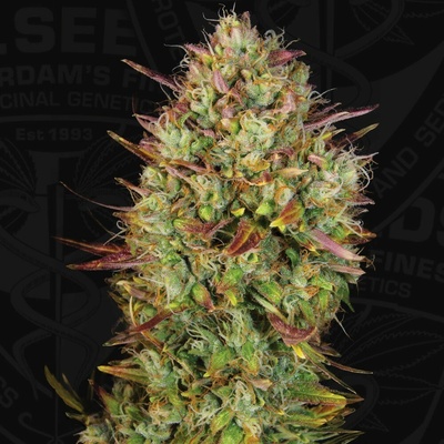 T.H. Seeds Auto MK-Ultra semienka neobsahujú THC 2 ks
