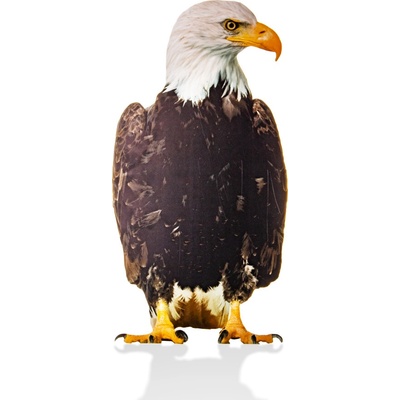 Traiva s.r.o. Plašič ptáků a škůdců - 2D maketa Orla bělohlavého, 28 x 55 cm Varianty: OREL sedící, silueta dravce - oboustranný potisk, 3 mm pěněné PVC + UV potisk, Kód: 27622 – Sleviste.cz