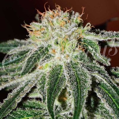 Delicious Seeds Black Russian semena neobsahují THC 3 ks